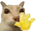 :cat_wave: